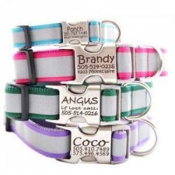 Choosing A Suitable Collar For Your Dog